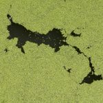 Effects of algae bloom on drinking water