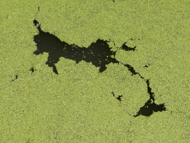 Effects of algae bloom on drinking water Effects of algae bloom on drinking water