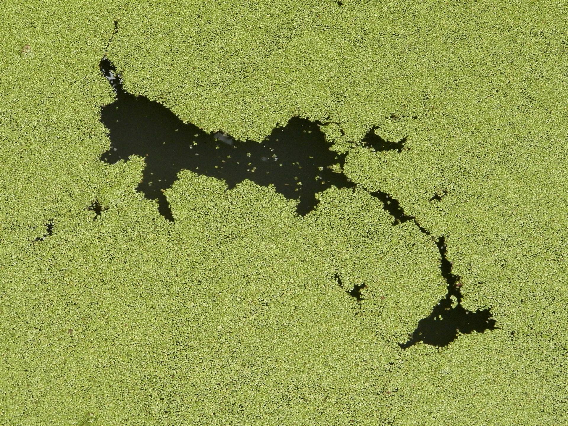 Effects of algae bloom on drinking water