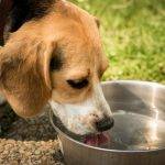 dog drinking water