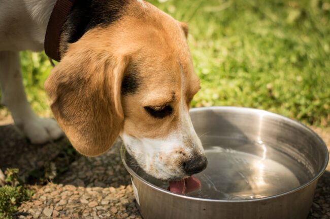 dog drinking water dog drinking water