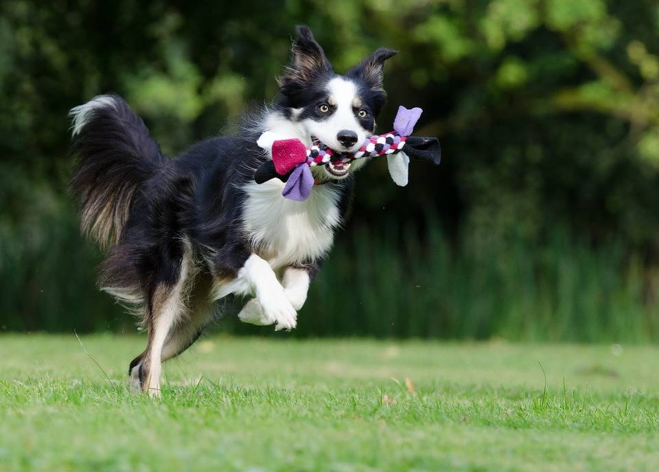 dog playing catch