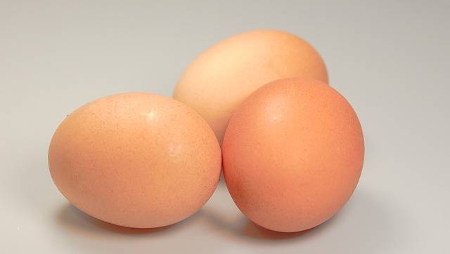 eggs