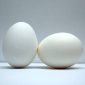 Eggs Eggs