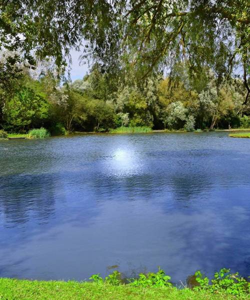 Pond