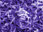 Bacteria Bacteria