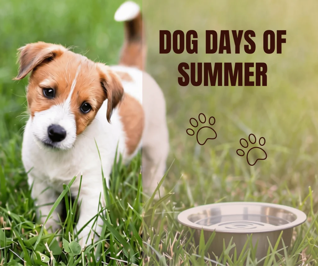 Dog-Days-of-Summer-1