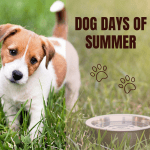 Dog Days of Summer (1) Dog days of summer, how water affects your pet
